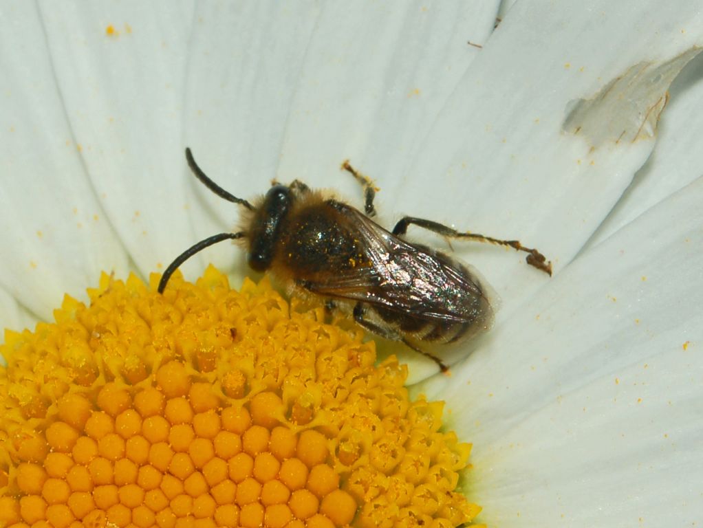 maschio di Apidae Megachilina: cfr. Hoplitis sp.  o Megachile sp.